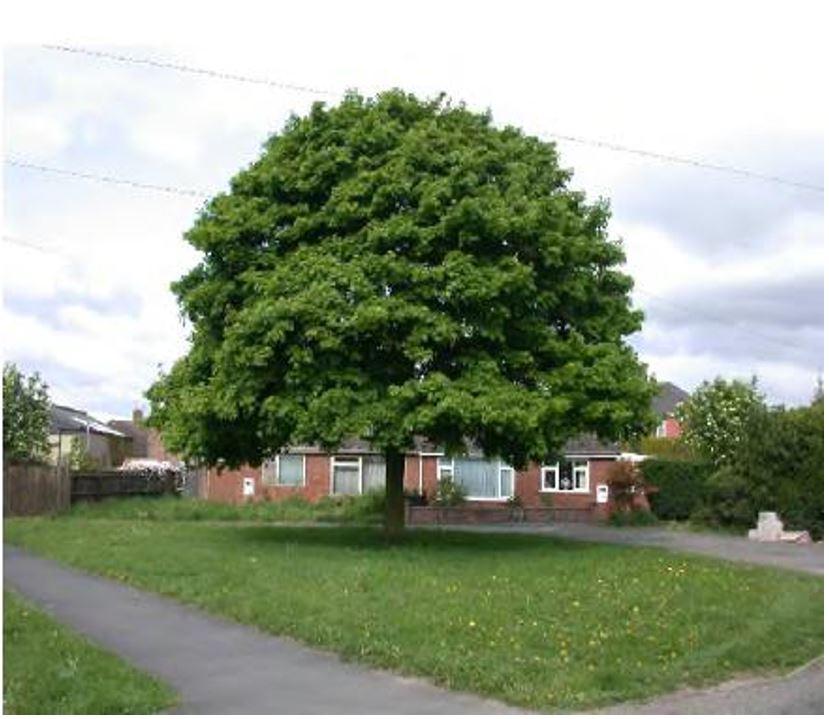 Photo of a retained mature tree within development that has enough space to enable it to thrive